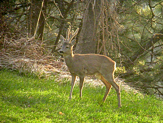 Il Capriolo